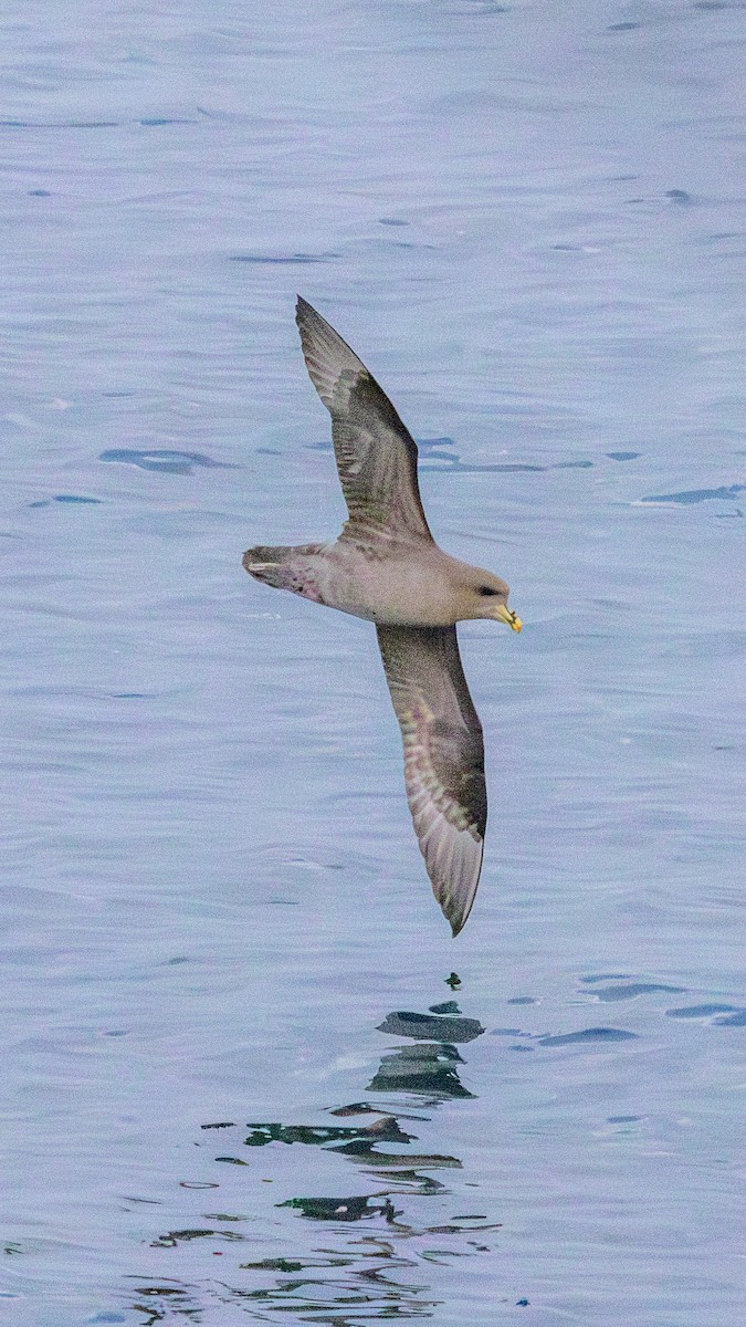 Northern Fulmar - ML644723667