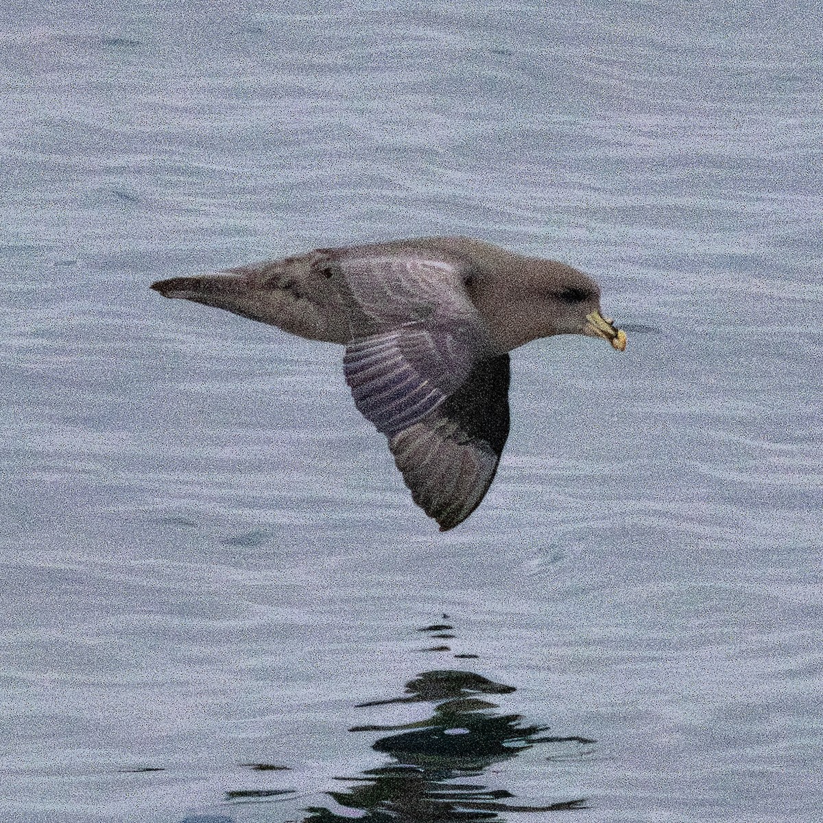 Northern Fulmar - ML644723669