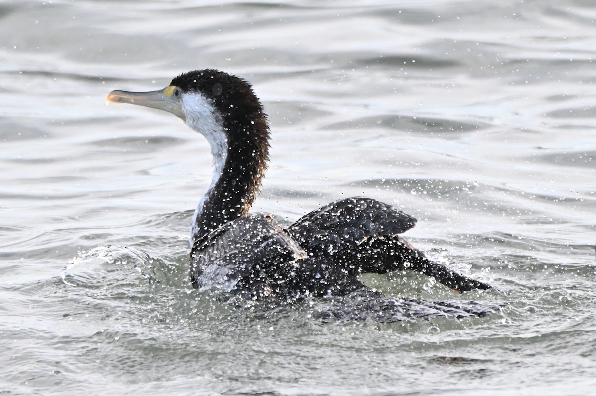 Pied Cormorant - ML644723671