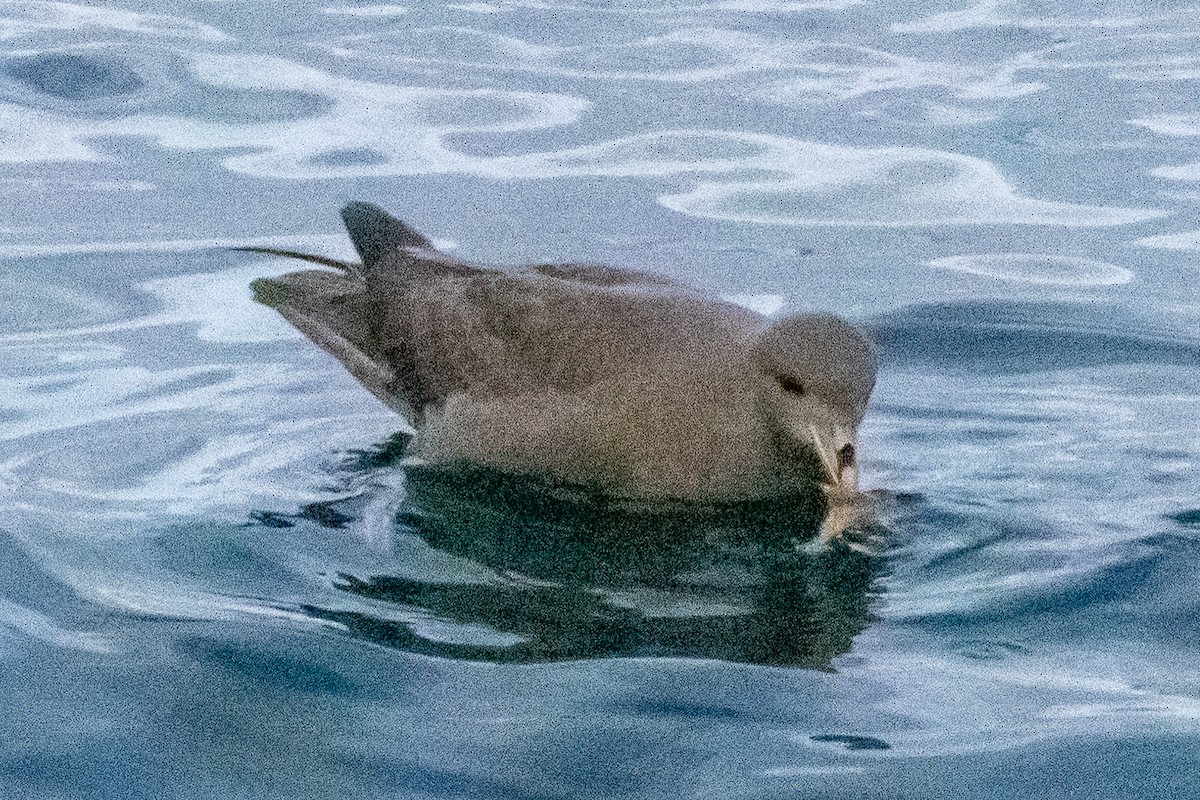 Northern Fulmar - ML644723676