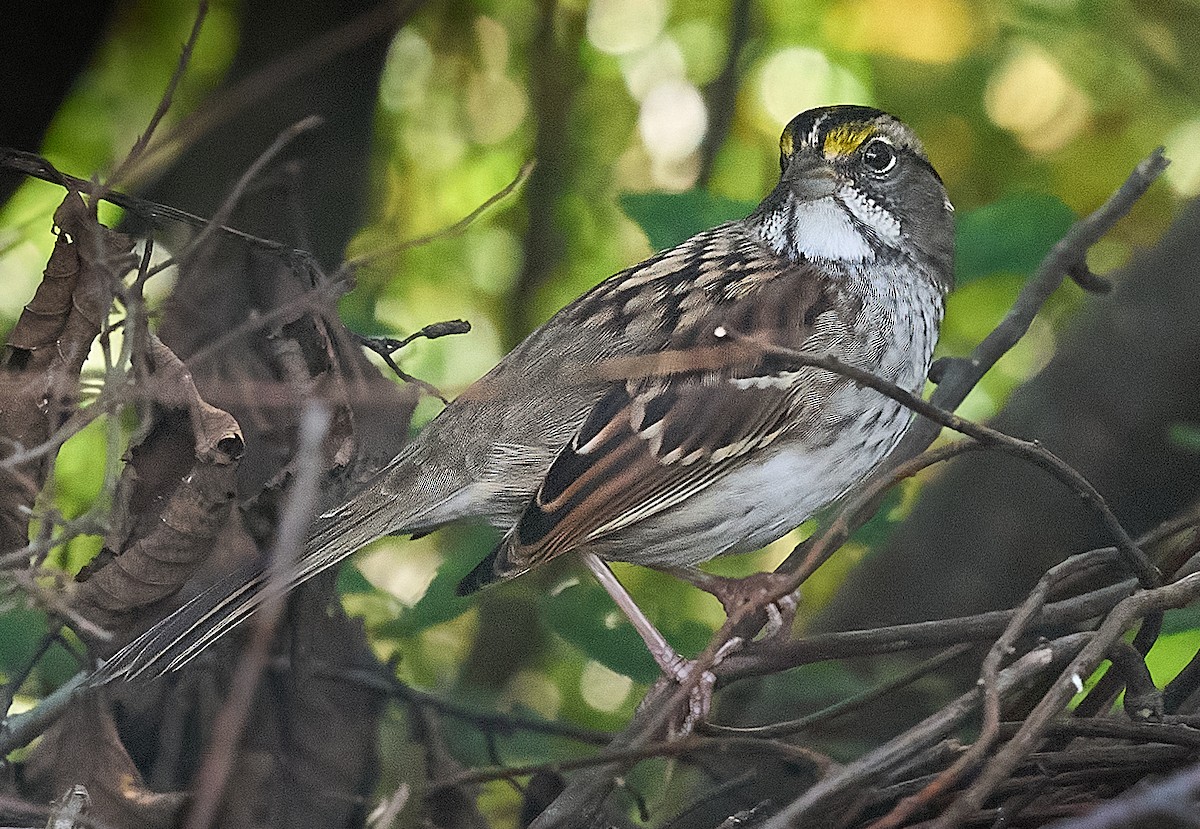 Bruant à gorge blanche - ML644723680