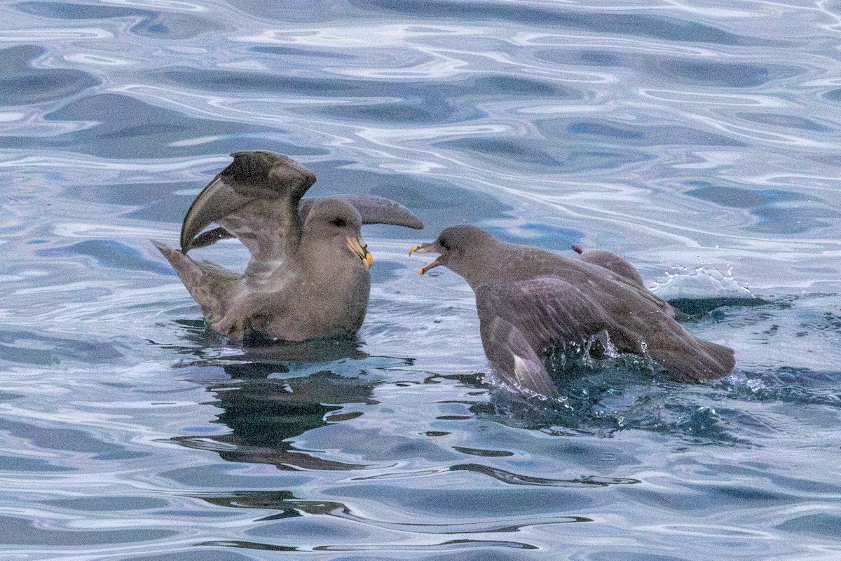 Northern Fulmar - ML644723681