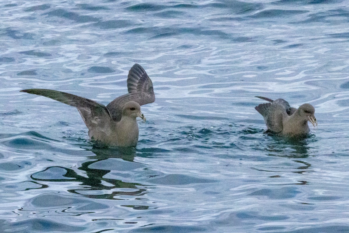 Northern Fulmar - ML644723682