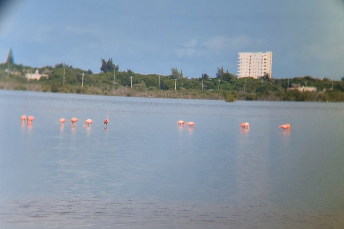 American Flamingo - ML644723687