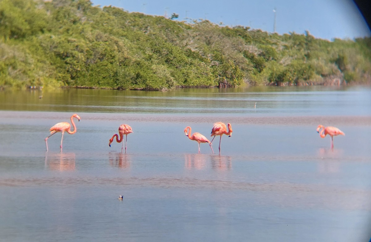 American Flamingo - ML644723688