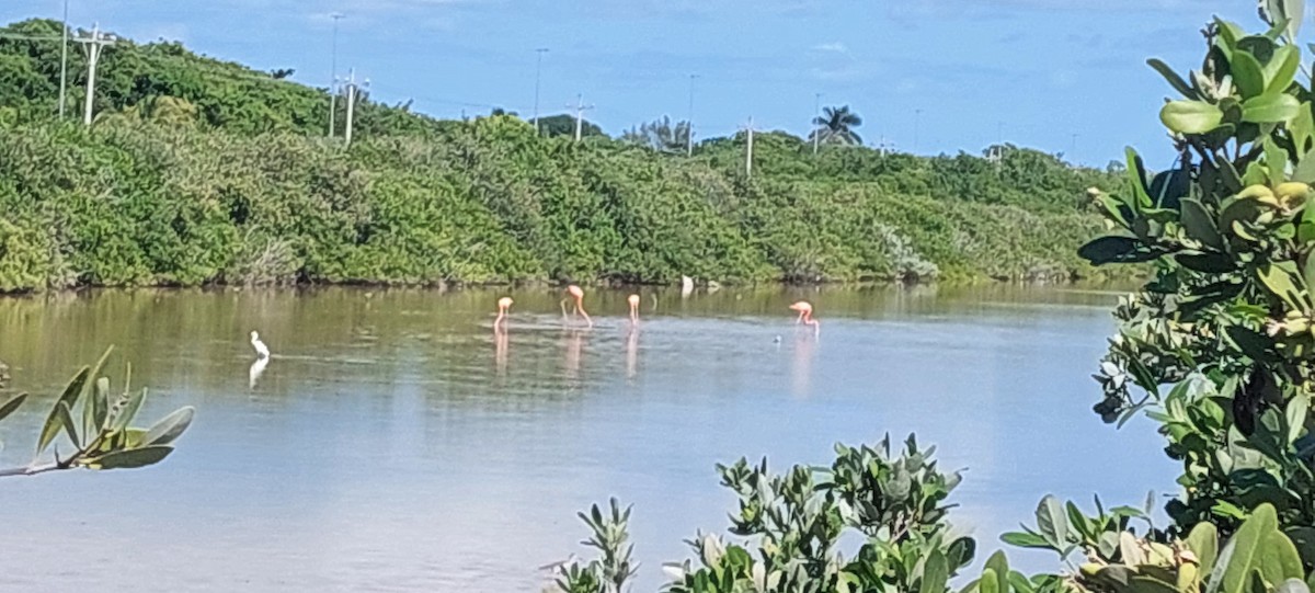 American Flamingo - ML644723689