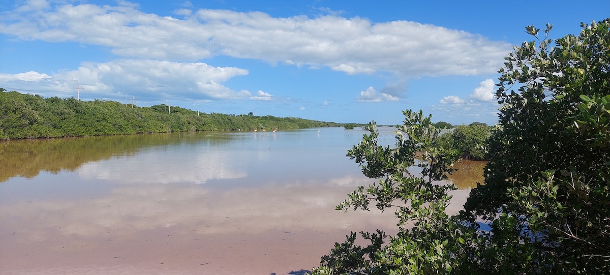 American Flamingo - ML644723693