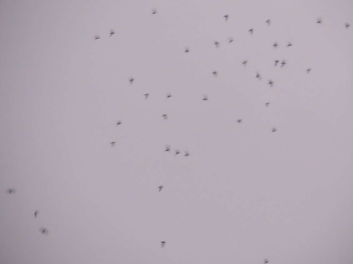 Little Swift - ML644723695