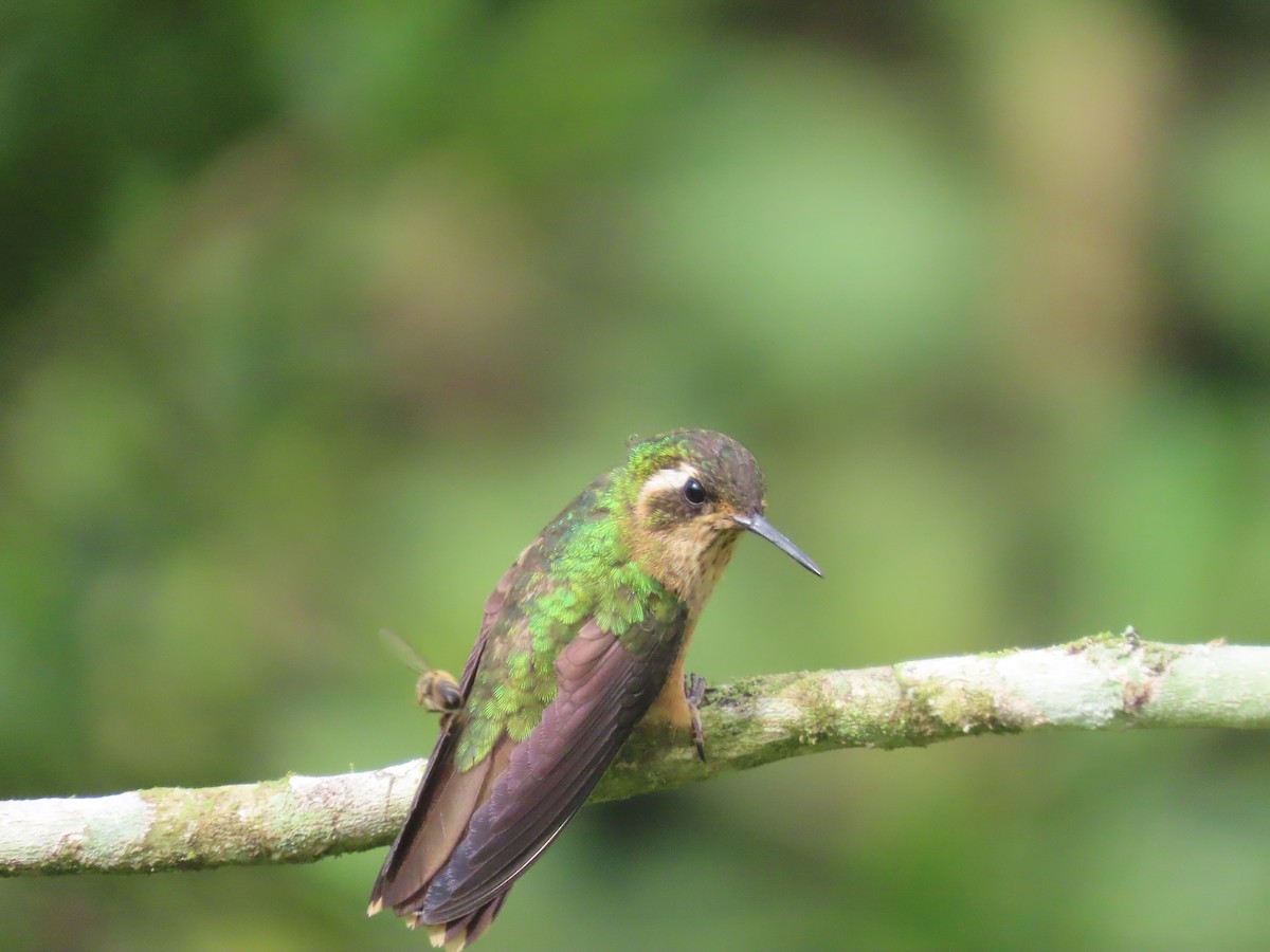 flekkolibri - ML644723696