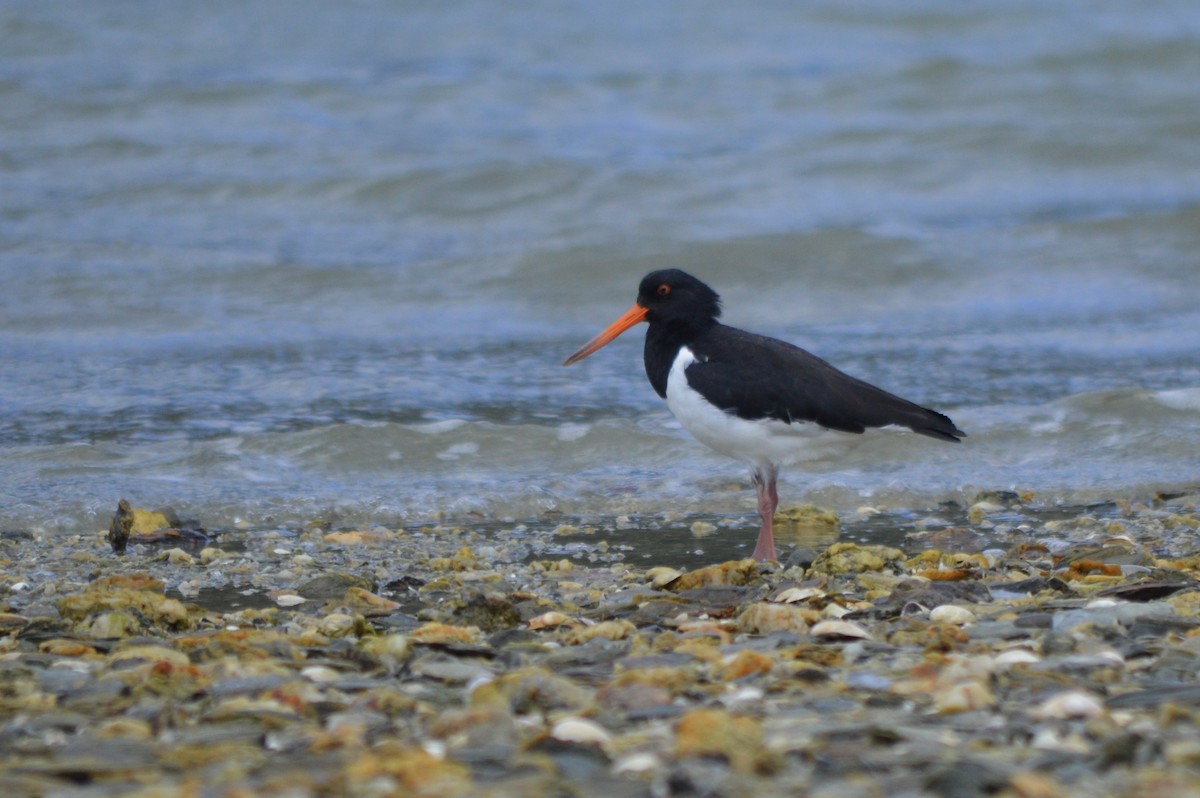 Кулик-сорока новозеландський - ML644723700