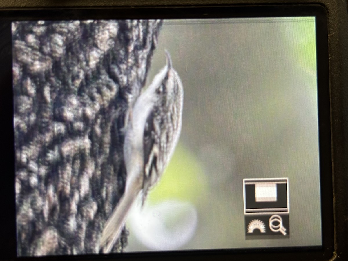 Brown Creeper - ML644723702