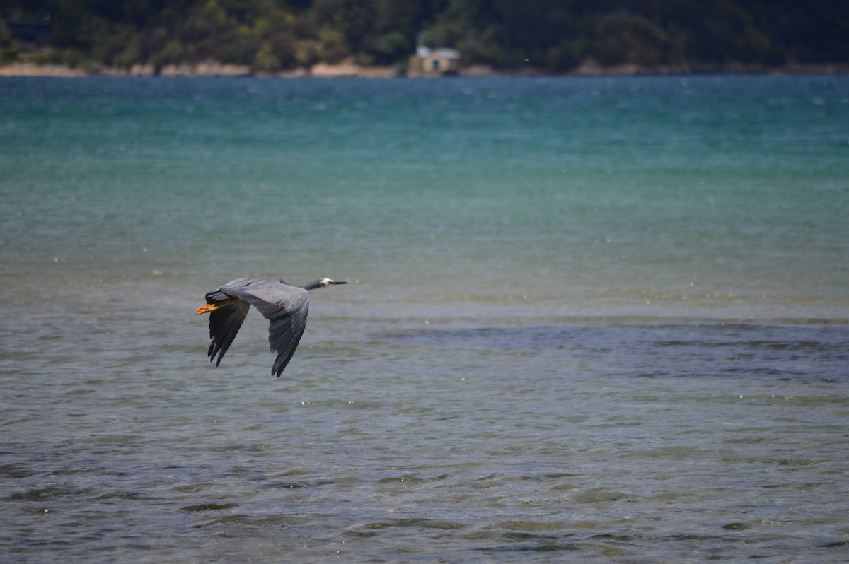 Чепура австралійська - ML644723709