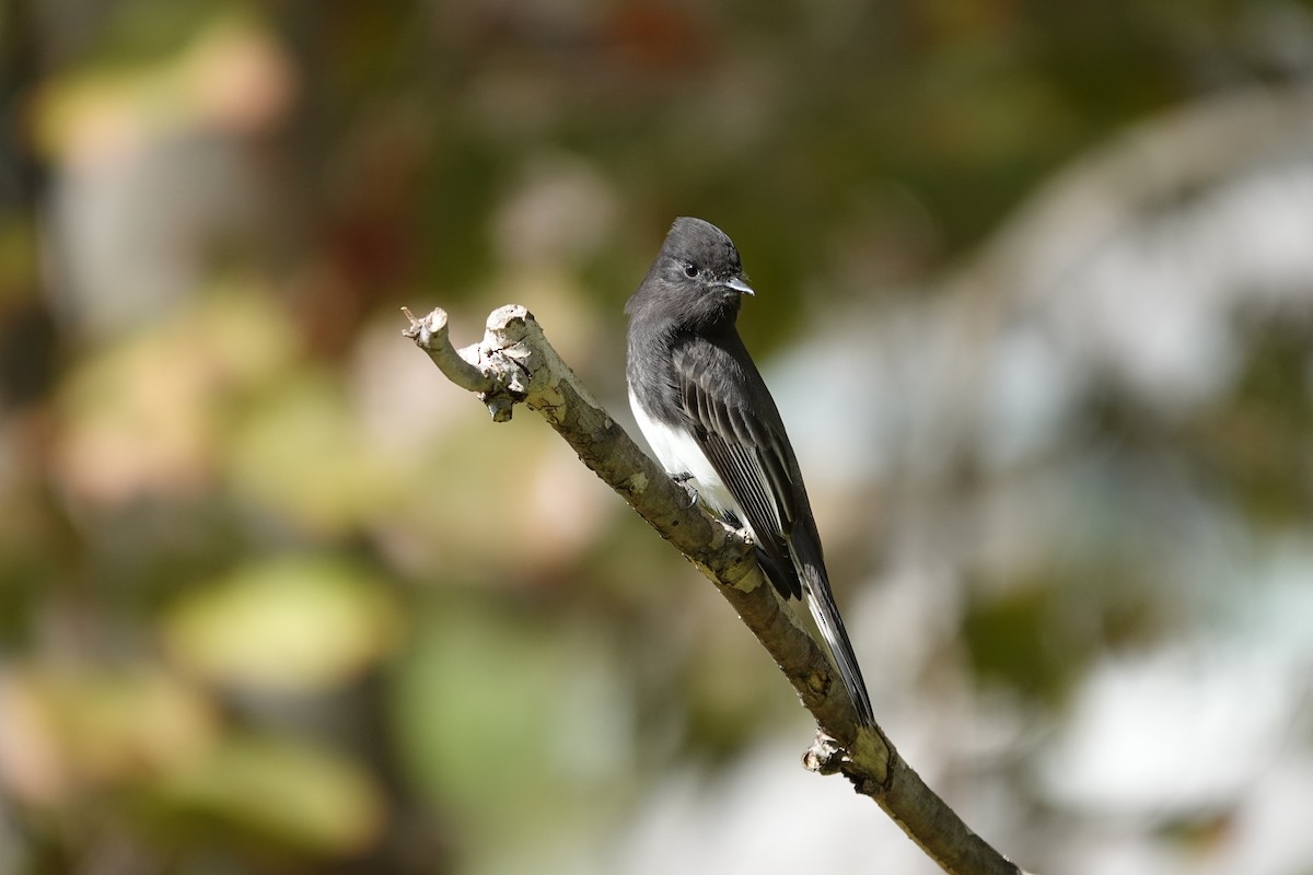 Black Phoebe - ML644723718