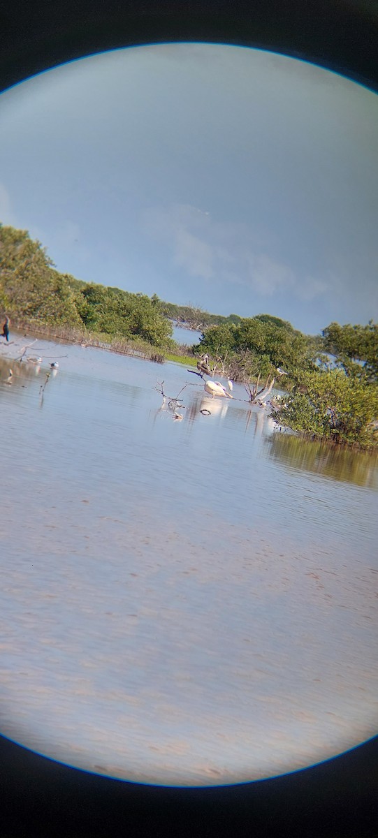 American White Pelican - ML644723719