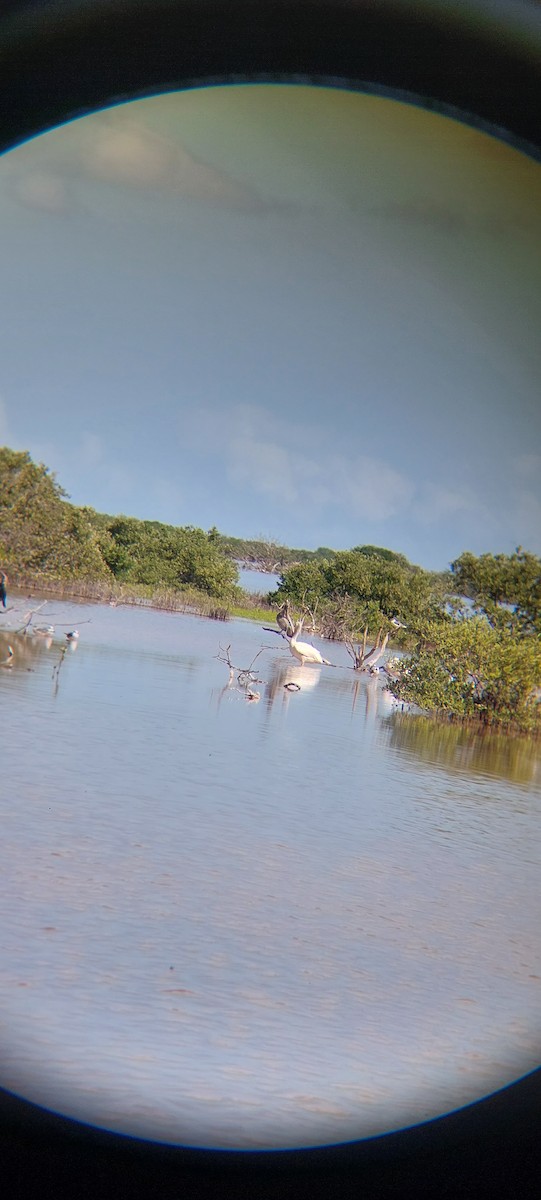 American White Pelican - ML644723720