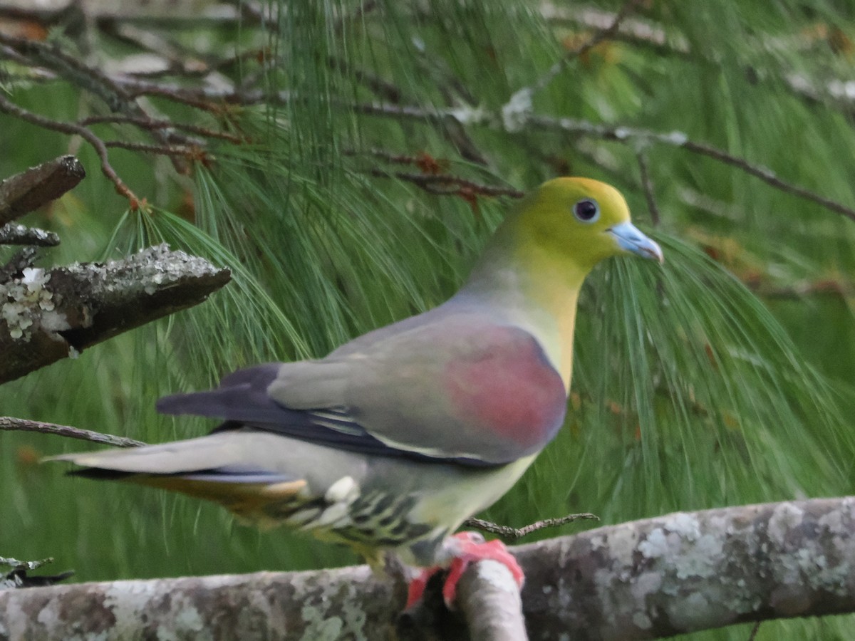Wedge-tailed Green-Pigeon - ML644723723