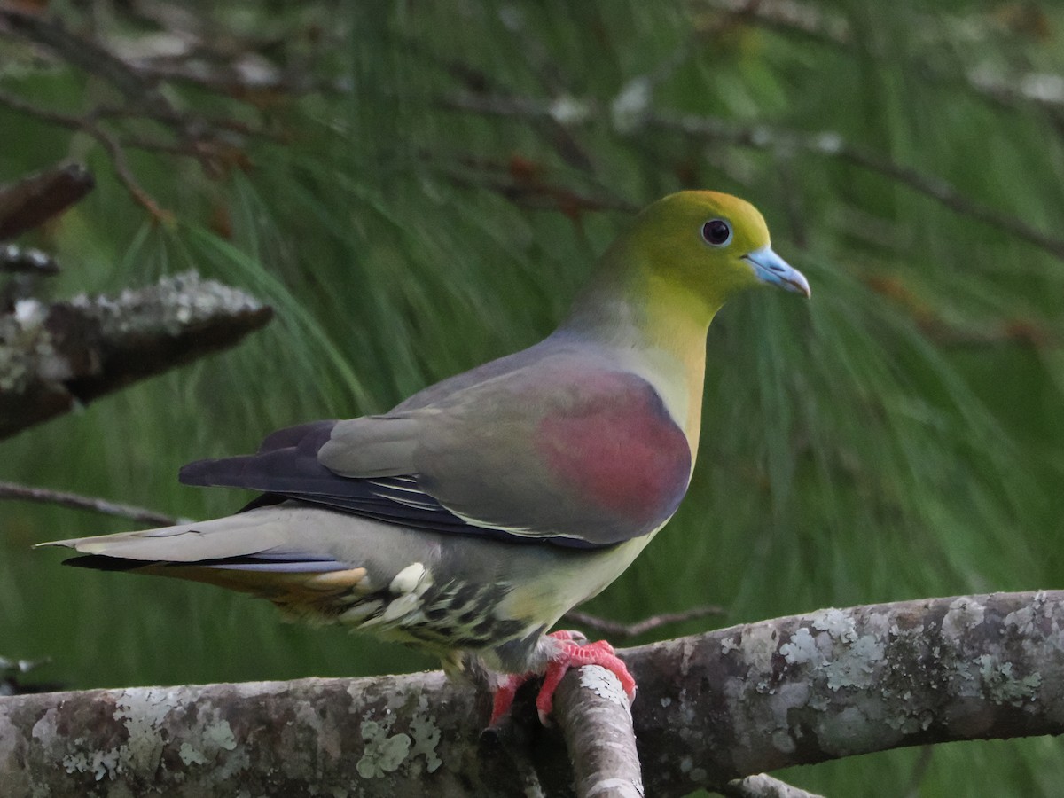 Wedge-tailed Green-Pigeon - ML644723724