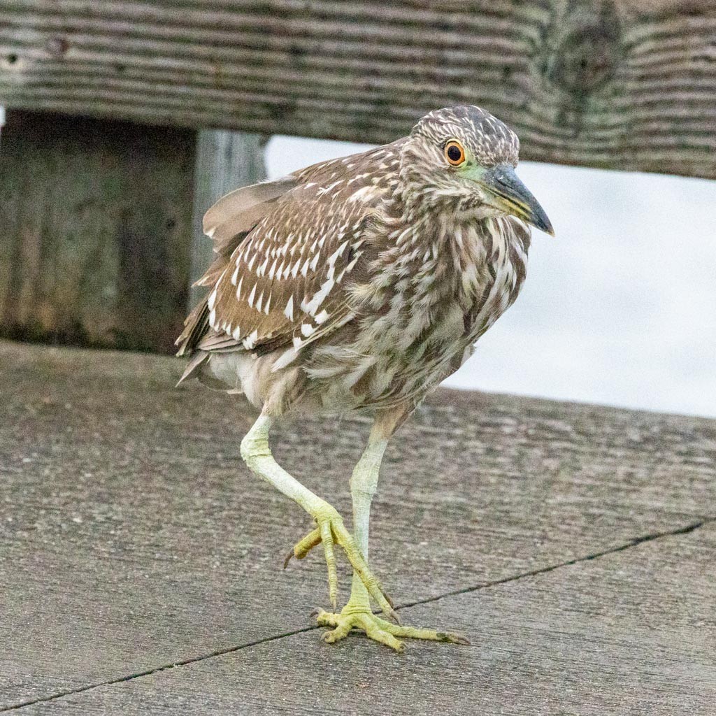 Black-crowned Night Heron - ML644723753