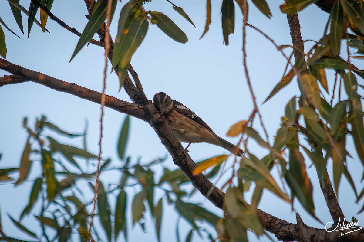 Black-headed Grosbeak - ML644723756