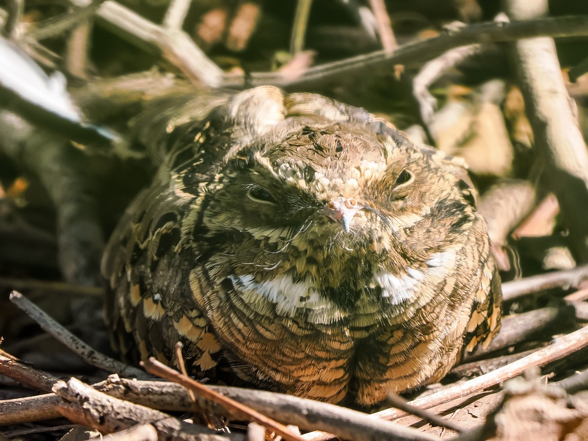 pauraquenattravn - ML644723758