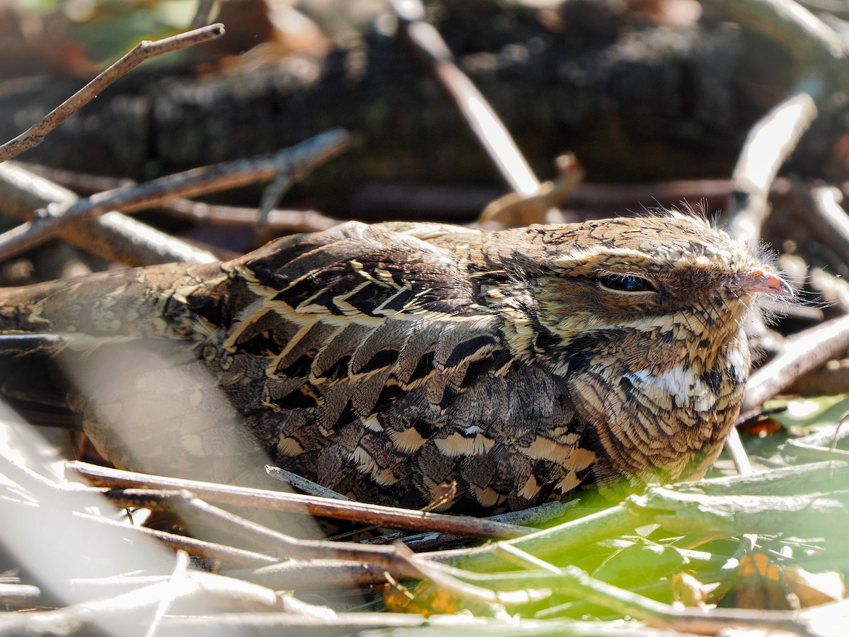 pauraquenattravn - ML644723759