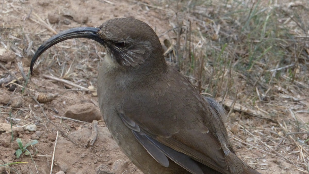 California Thrasher - ML644723761