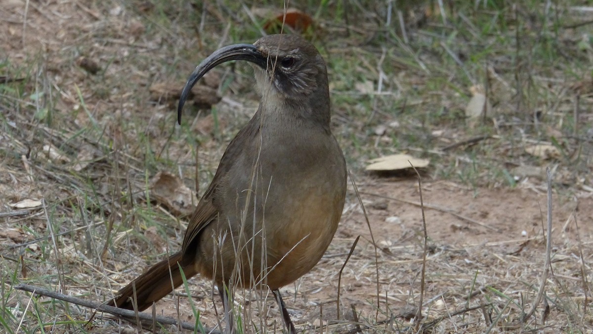 California Thrasher - ML644723762