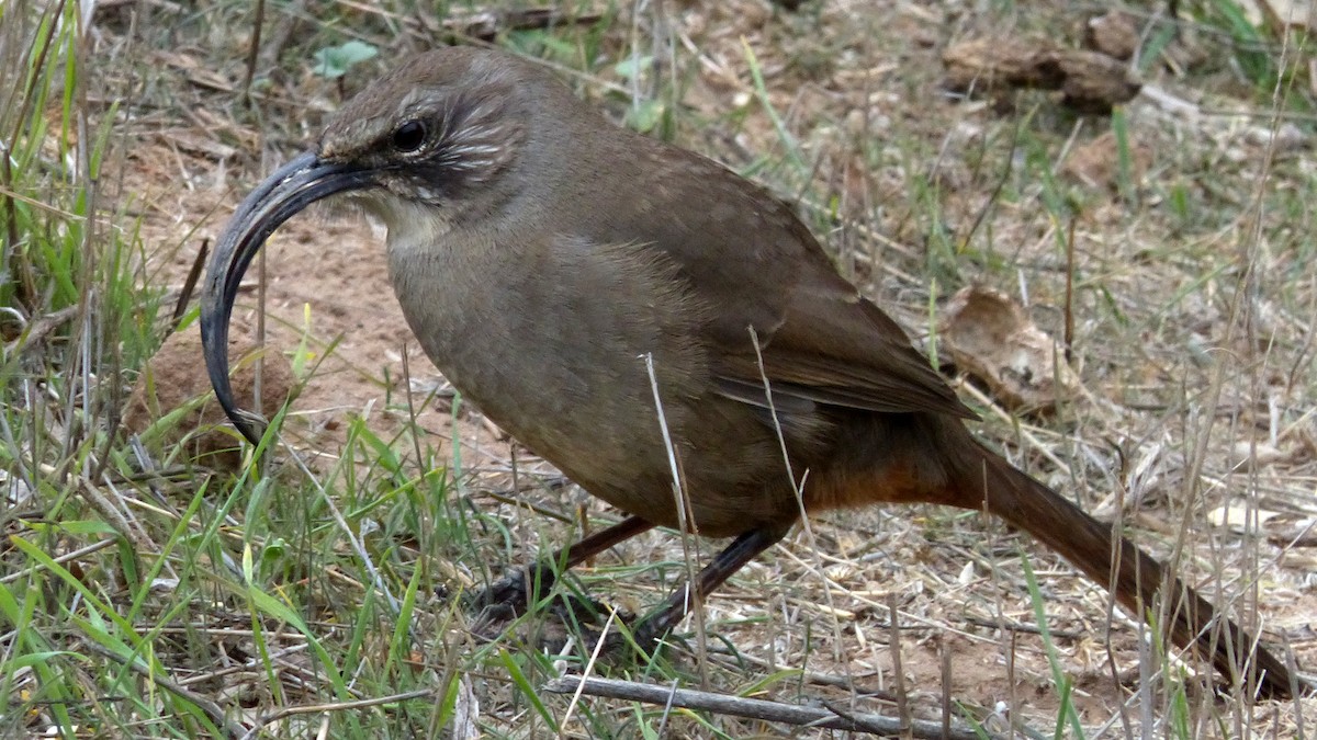 California Thrasher - ML644723763