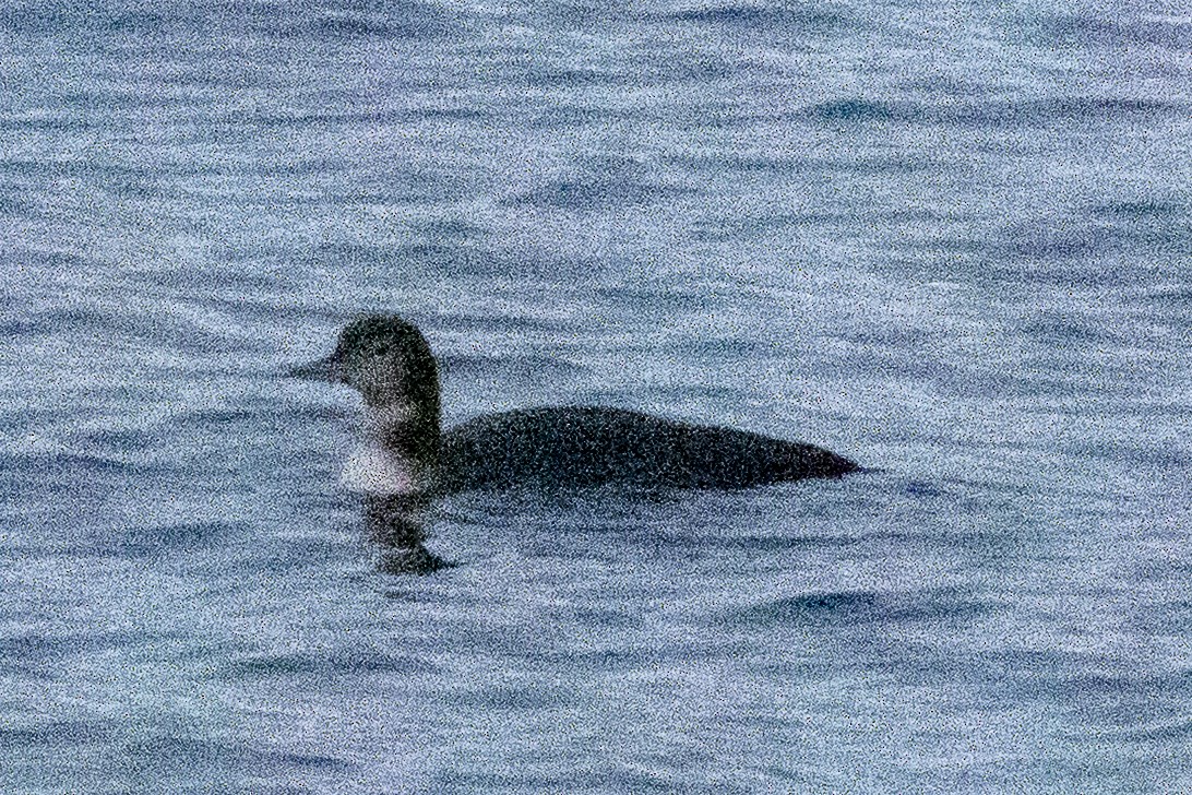 Common Loon - ML644723766