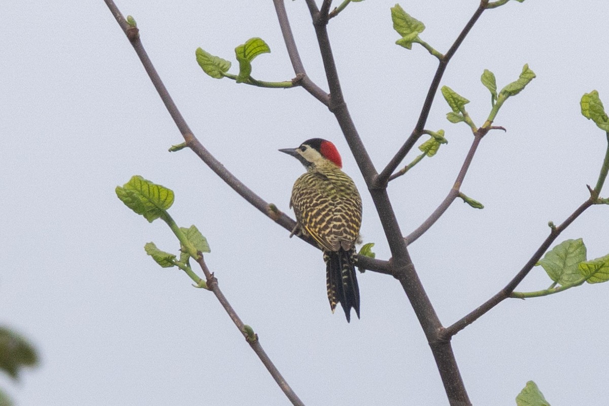 Green-barred Woodpecker - ML644723774