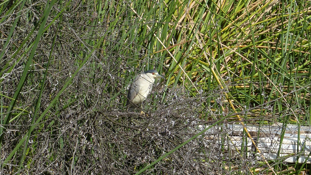 Black-crowned Night Heron - ML644723782