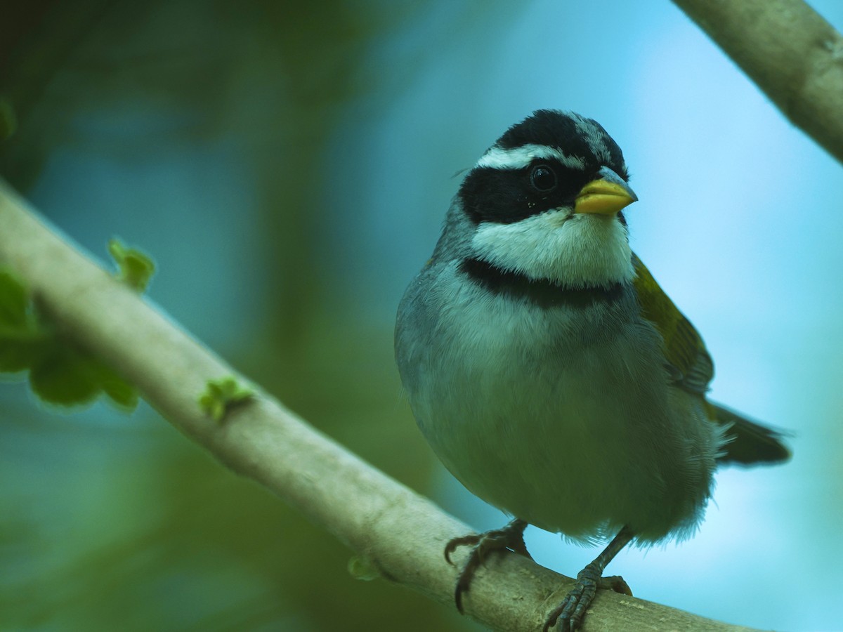 Moss-backed Sparrow - ML644723784