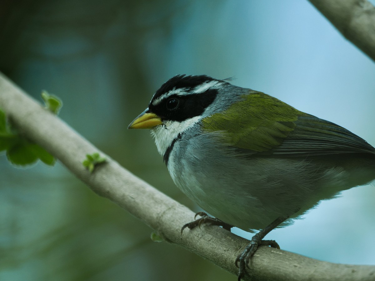 Moss-backed Sparrow - ML644723785