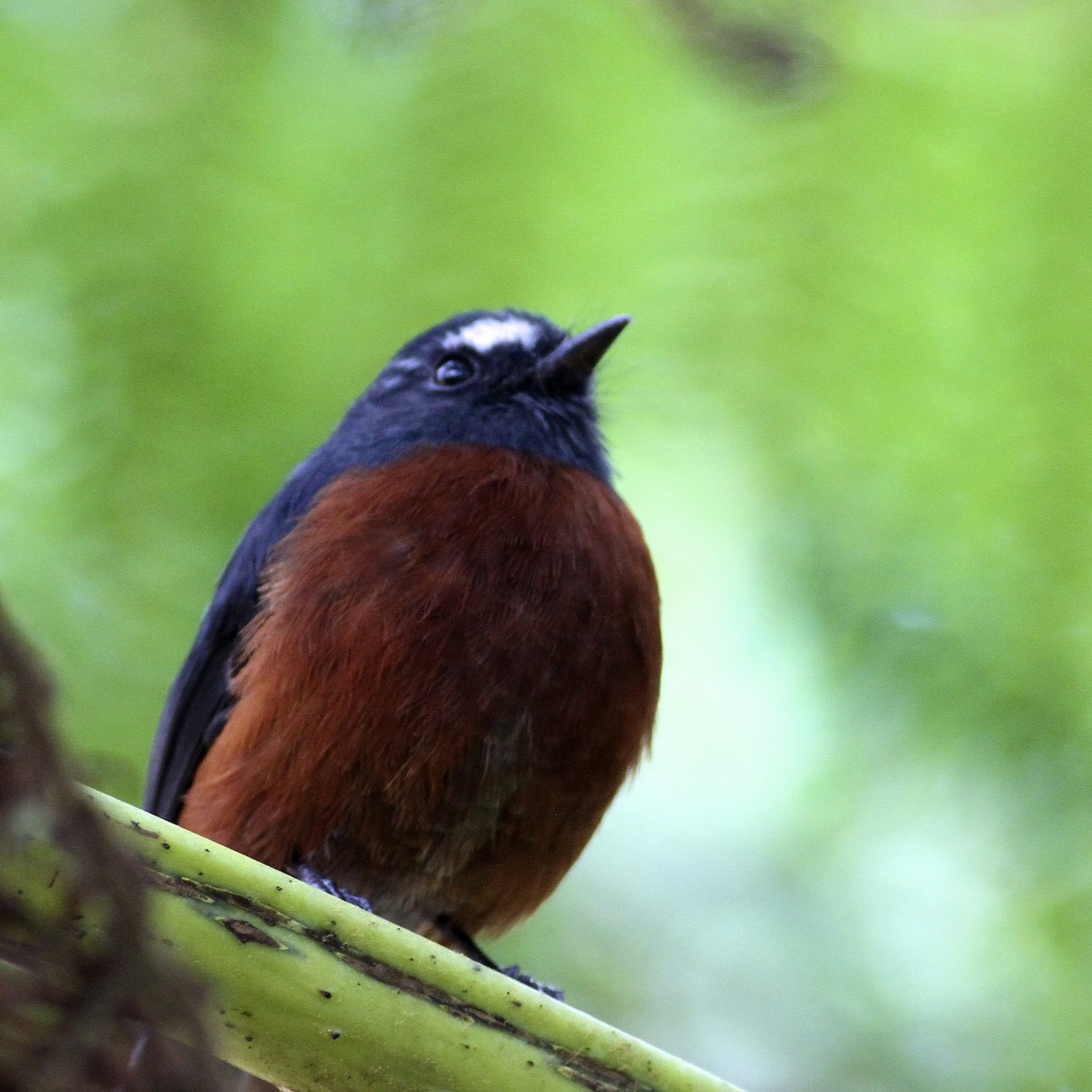 Chestnut-bellied Chat-Tyrant - ML644723788