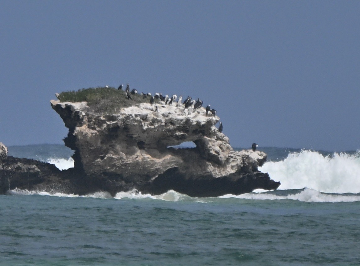 Pied Cormorant - ML644723789