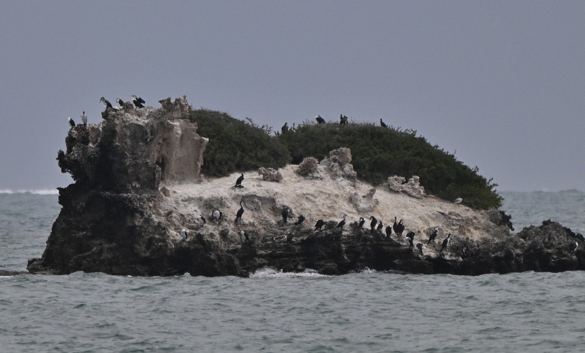 Pied Cormorant - ML644723790