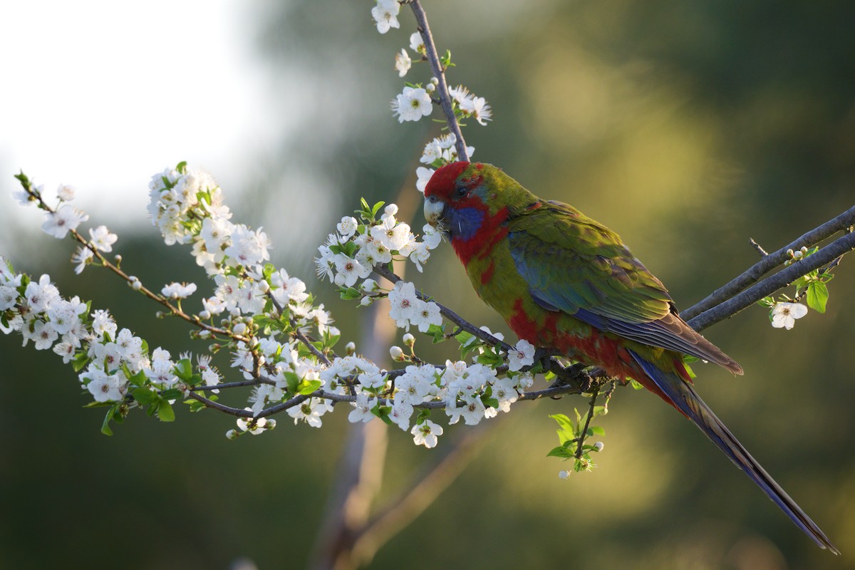 Crimson Rosella - ML644723794
