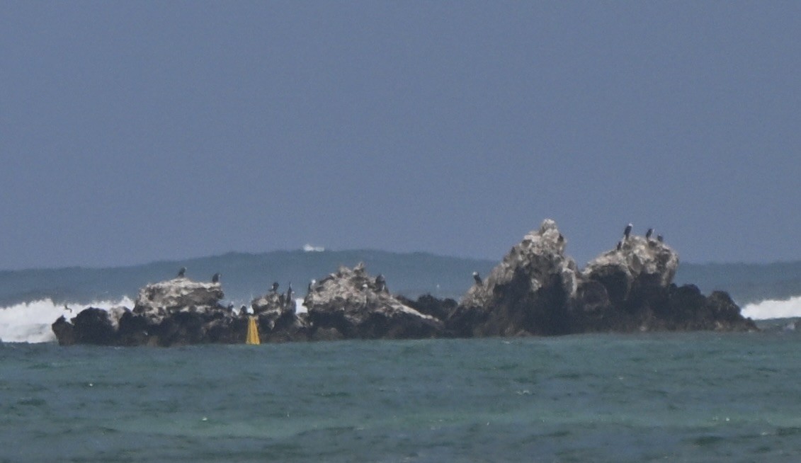 Pied Cormorant - ML644723797