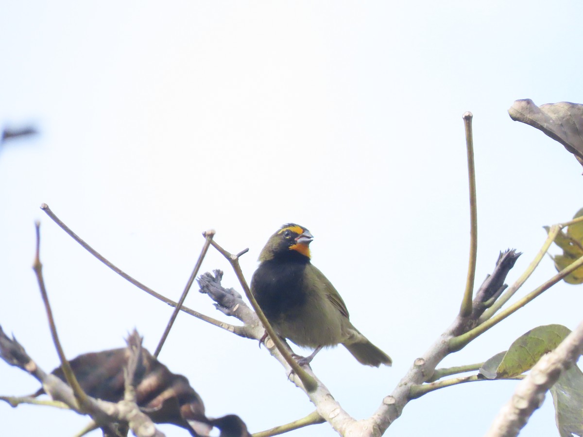 gulstrupegresspurv - ML644723799