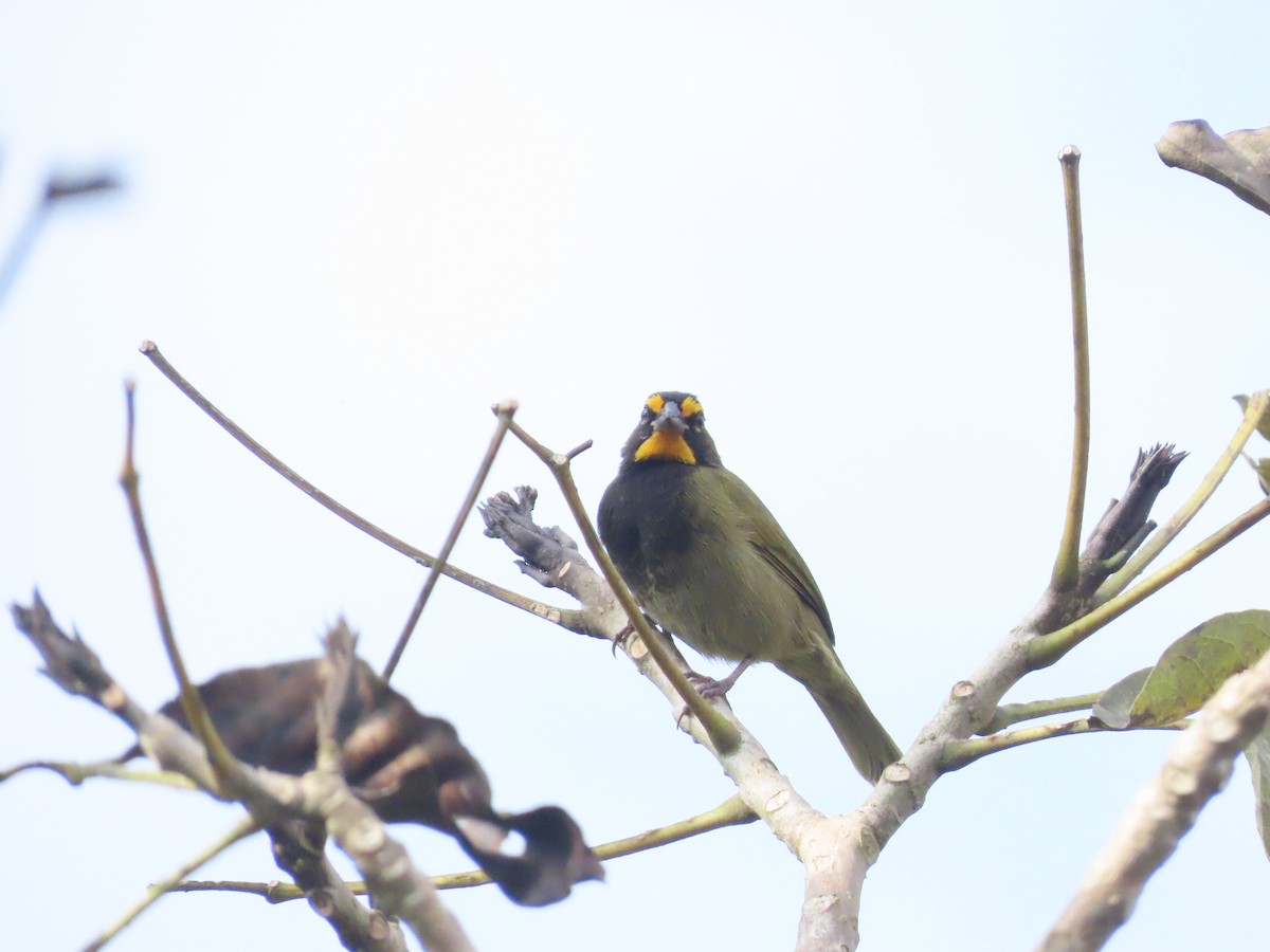 gulstrupegresspurv - ML644723801