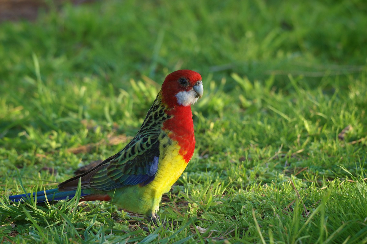 Eastern Rosella - ML644723815