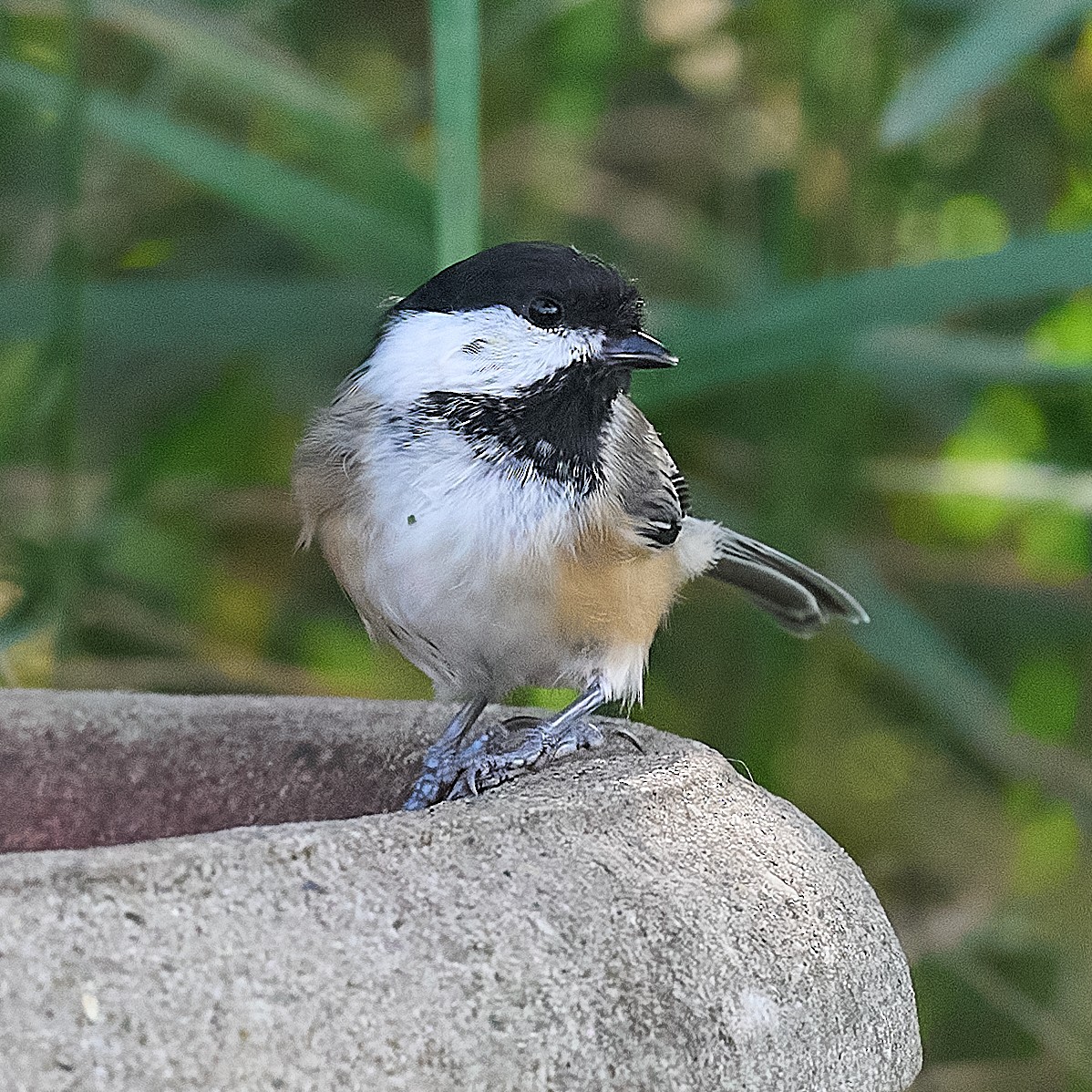 Black-capped Chickadee - ML644723818
