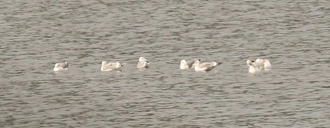 Ring-billed Gull - ML644723822