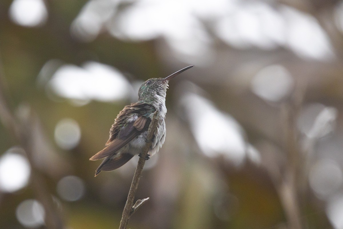 Plain-bellied Emerald - ML644723831