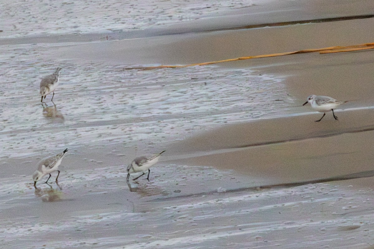 Sanderling - ML644723837