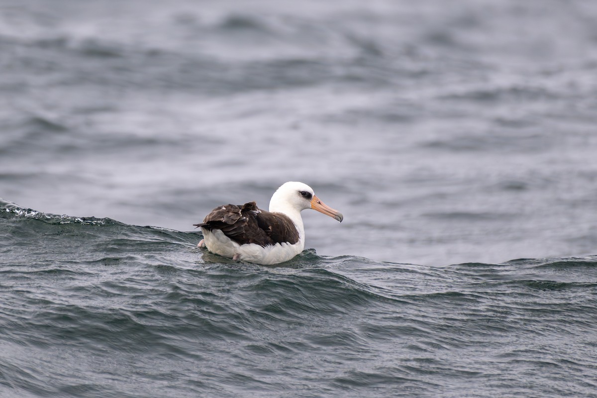 Laysan Albatross - ML644723847