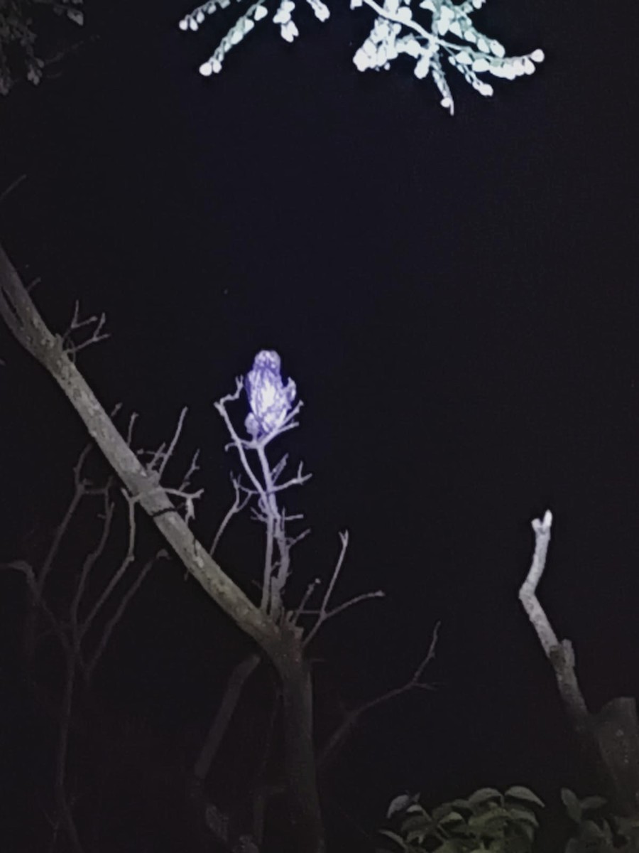 Stygian Owl - ML644723848