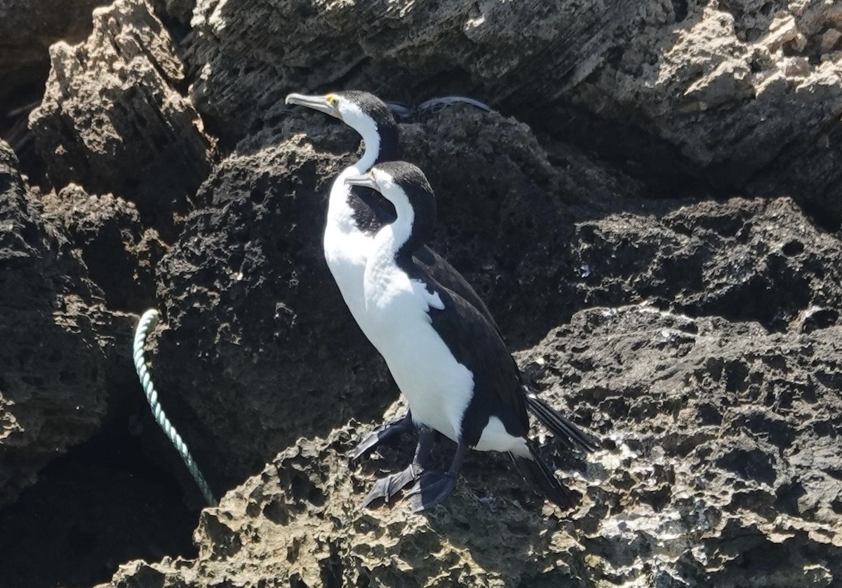 Pied Cormorant - ML644723854