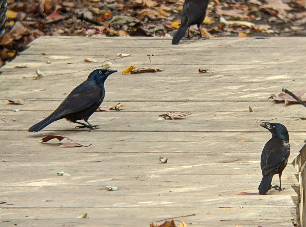 Пурпурный гракл - ML644723860