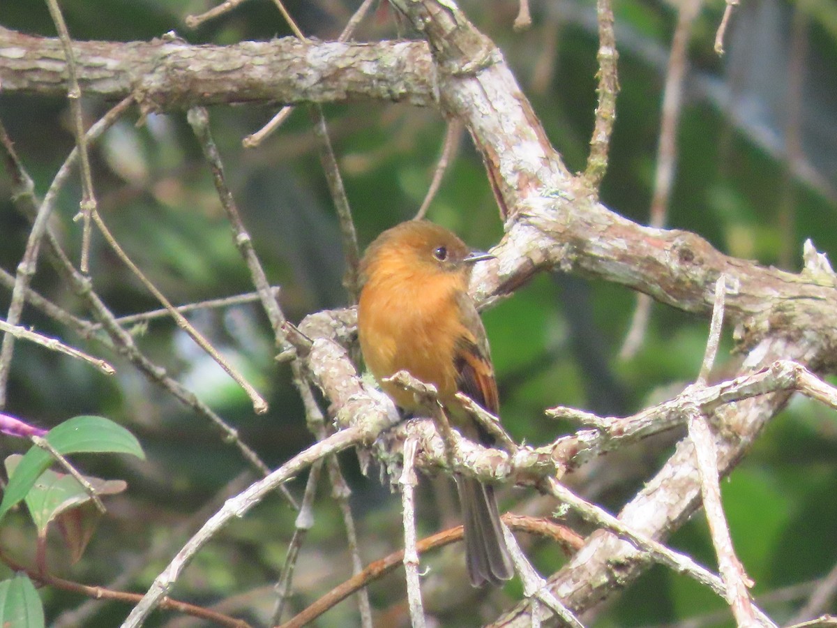 kaneltyrann - ML644723870